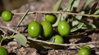 Fresh Fruits and Vegetables