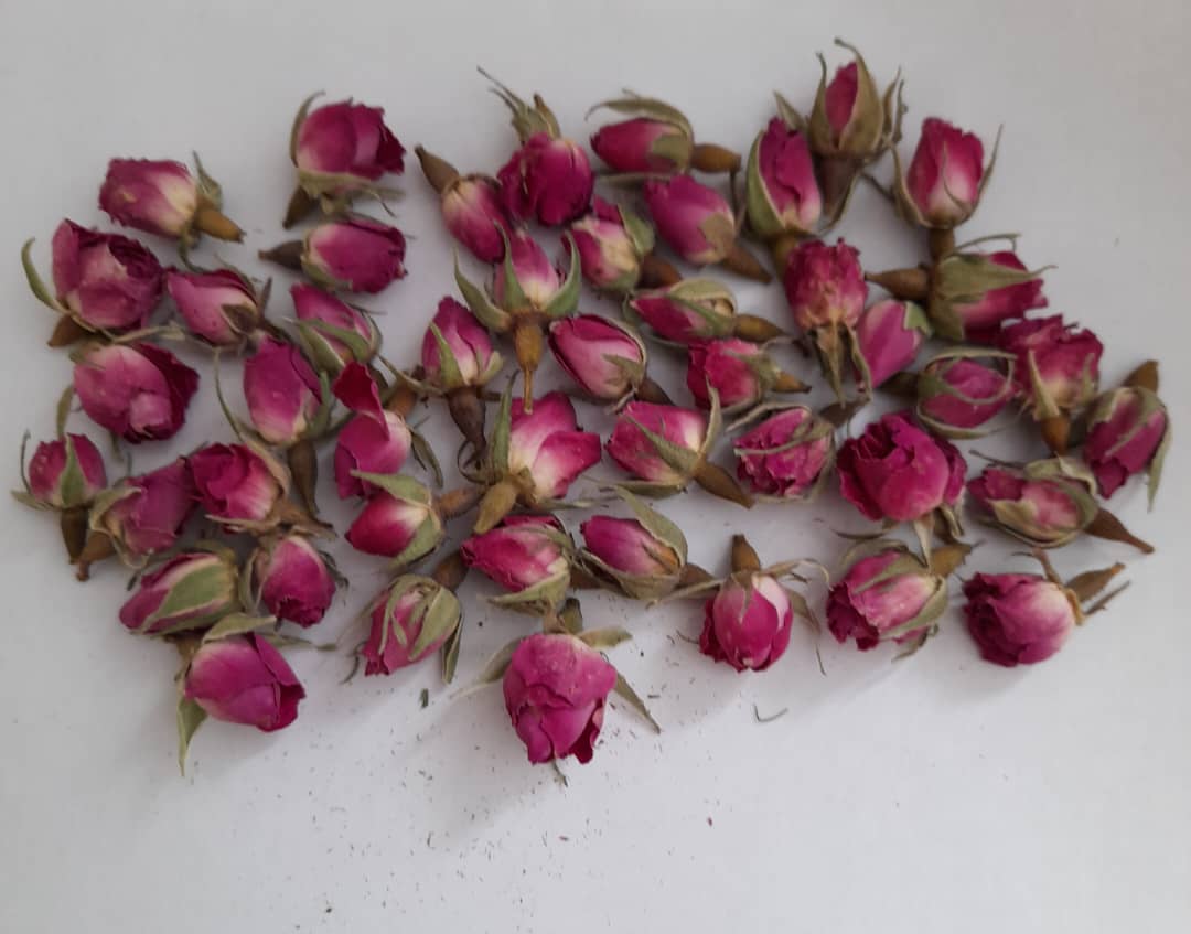 Damask Rose Buds