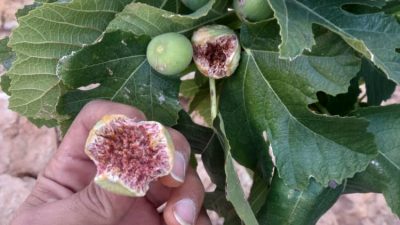 Dried Fruits and Vegetables